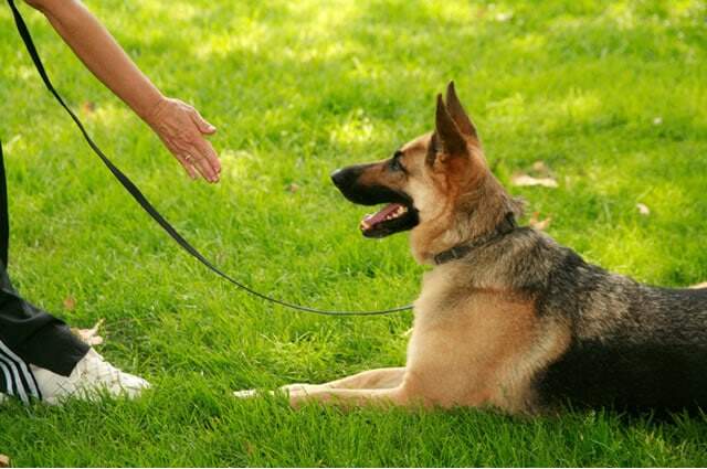 Adestramento de Animais, Cães Sorocaba
