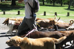 Cuidadores de Animais em Sorocaba