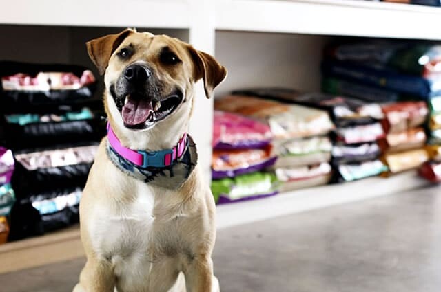 Pet Shop e Veterinários em Sorocaba
