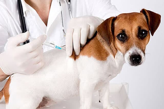 Veterinários em Sorocaba